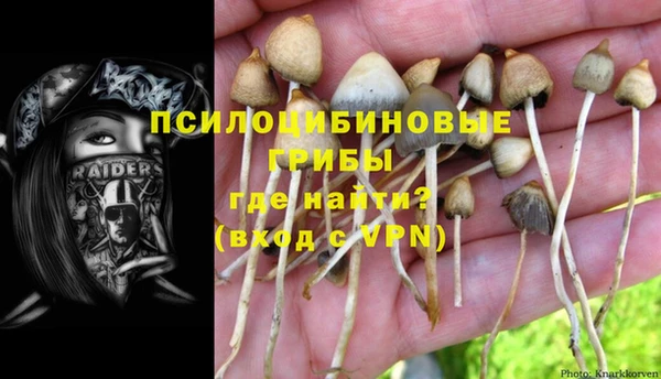 PSILOCYBIN Аркадак